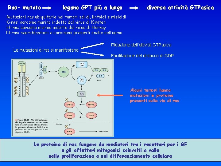 Ras- mutato legano GPT più a lungo diversa attività GTPasica Mutazioni ras ubiquitarie nei