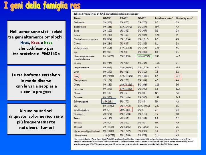 Nell’uomo sono stati isolati tre geni altamente omologhi. Hras, Kras e Nras che codificano