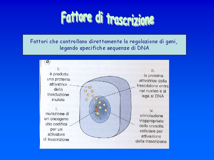 Fattori che controllano direttamente la regolazione di geni, legando specifiche sequenze di DNA 