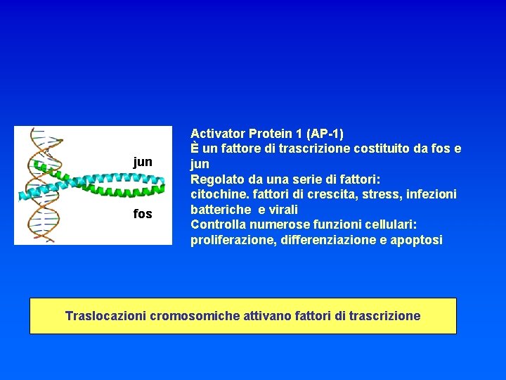 jun fos Activator Protein 1 (AP-1) È un fattore di trascrizione costituito da fos