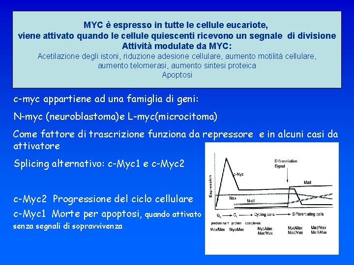 MYC è espresso in tutte le cellule eucariote, viene attivato quando le cellule quiescenti