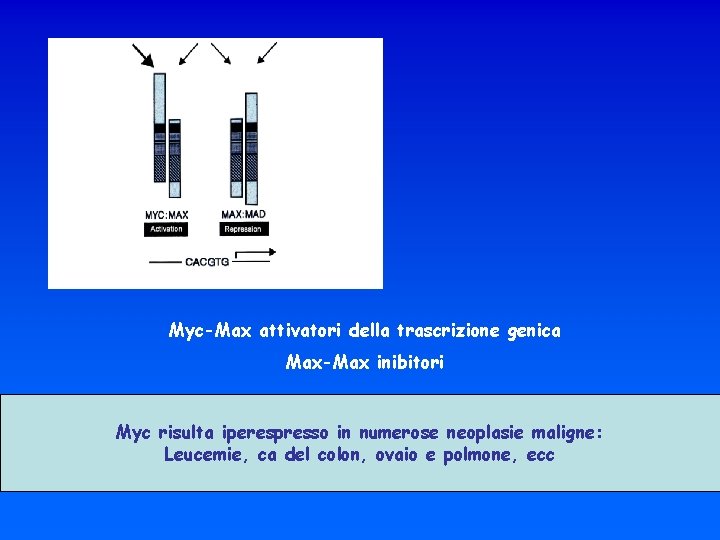 Myc-Max attivatori della trascrizione genica Max-Max inibitori Myc risulta iperespresso in numerose neoplasie maligne: