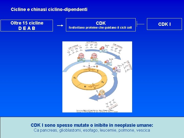 Cicline e chinasi ciclino-dipendenti Oltre 15 cicline DEAB CDK fosforilano proteine che guidano il