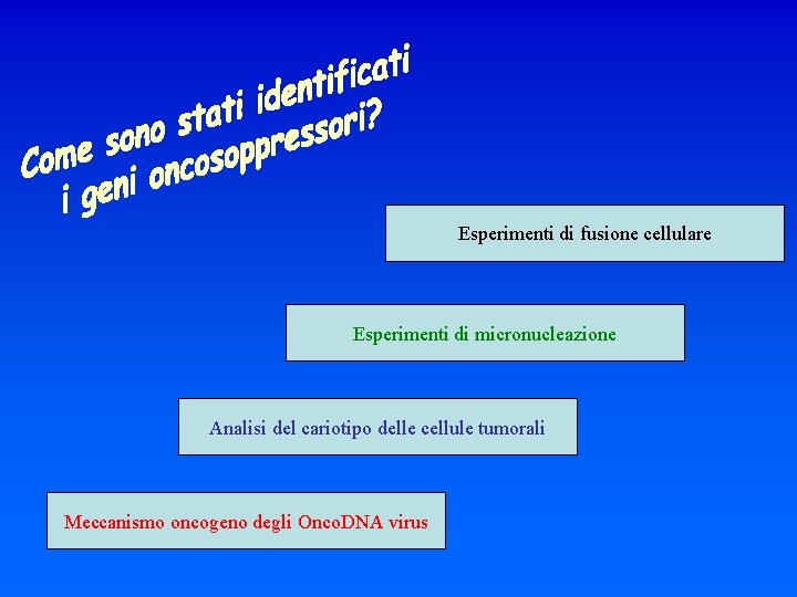 Esperimenti di fusione cellulare Esperimenti di micronucleazione Analisi del cariotipo delle cellule tumorali Meccanismo