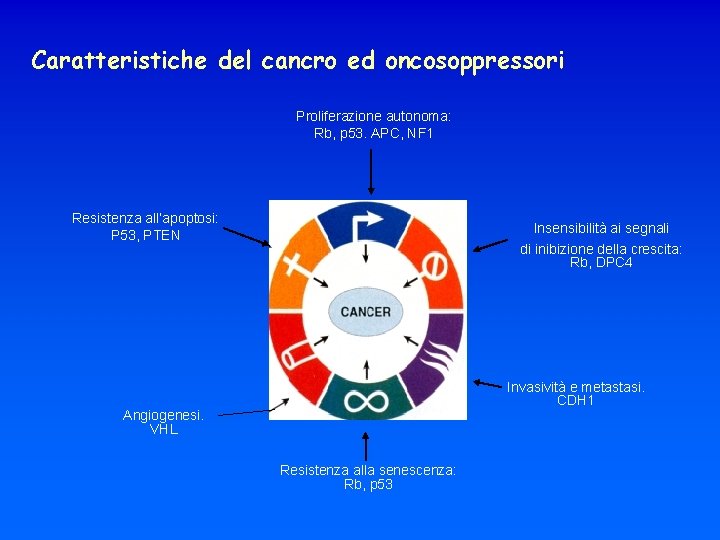 Caratteristiche del cancro ed oncosoppressori Proliferazione autonoma: Rb, p 53. APC, NF 1 Resistenza