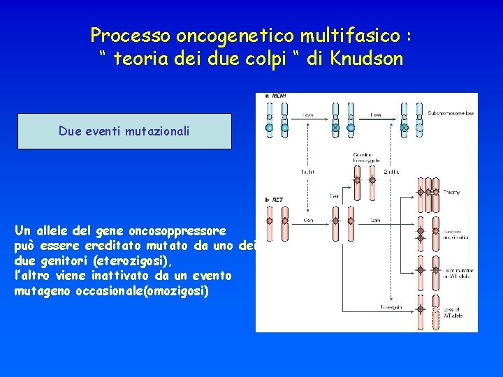 Processo oncogenetico multifasico : “ teoria dei due colpi “ di Knudson Due eventi