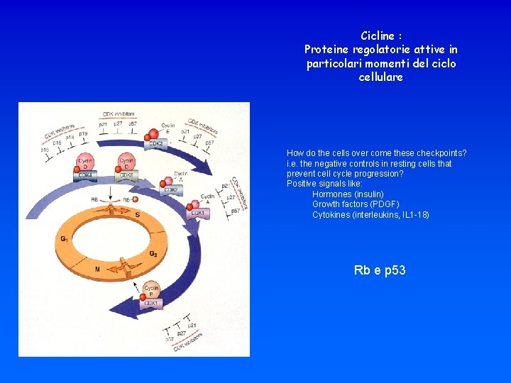 Cicline : Proteine regolatorie attive in particolari momenti del ciclo cellulare How do the