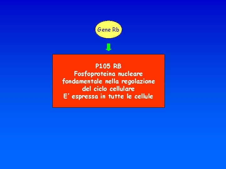 Gene Rb P 105 RB Fosfoproteina nucleare fondamentale nella regolazione del ciclo cellulare E’