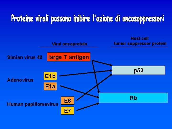 Viral oncoprotein Simian virus 40 Adenovirus Host cell tumor suppressor protein large T antigen