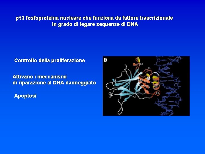 p 53 fosfoproteina nucleare che funziona da fattore trascrizionale in grado di legare sequenze