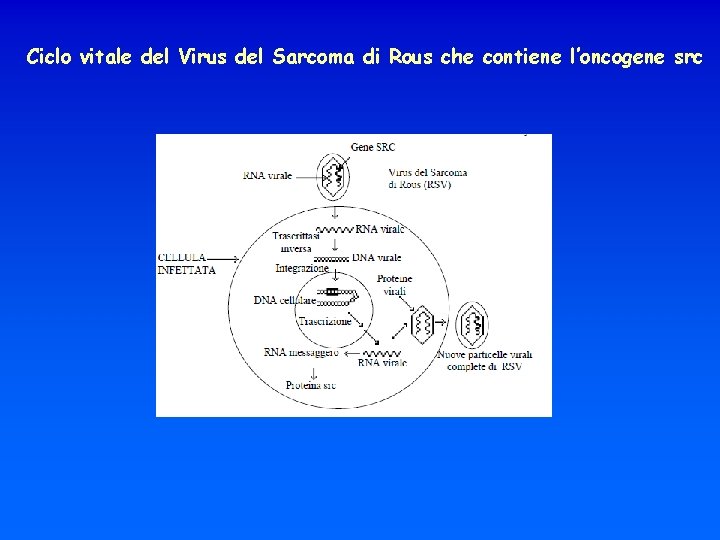 Ciclo vitale del Virus del Sarcoma di Rous che contiene l’oncogene src 