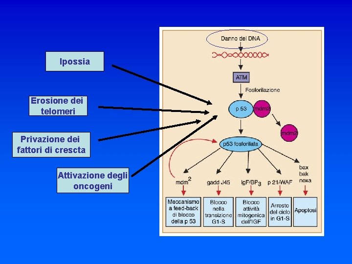 Ipossia Erosione dei telomeri Privazione dei fattori di crescta Attivazione degli oncogeni 