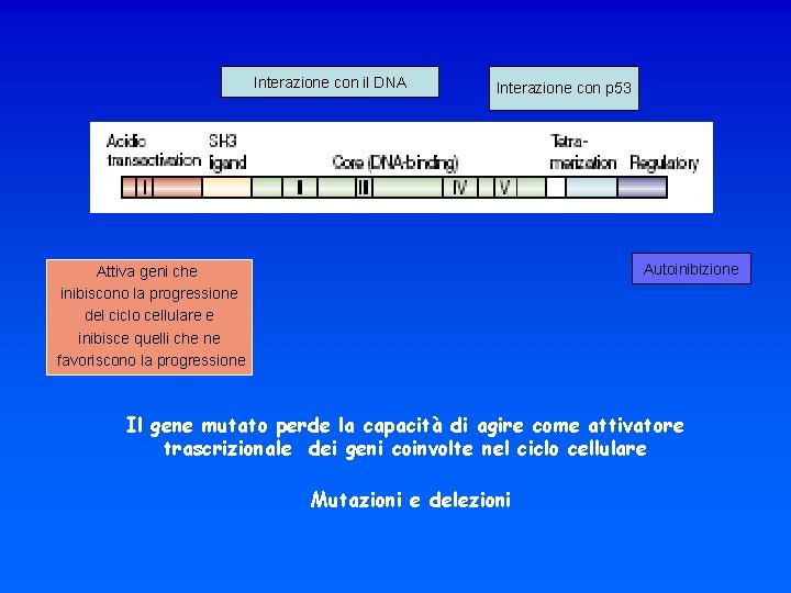 Interazione con il DNA Interazione con p 53 Autoinibizione Attiva geni che inibiscono la