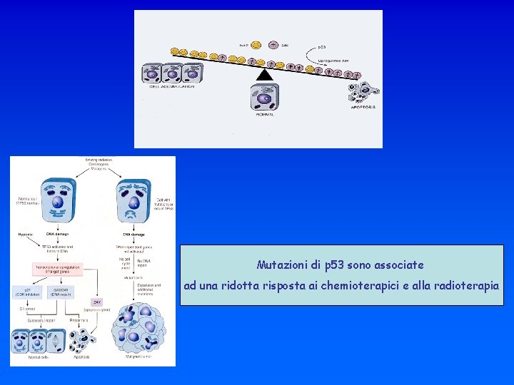 Mutazioni di p 53 sono associate ad una ridotta risposta ai chemioterapici e alla