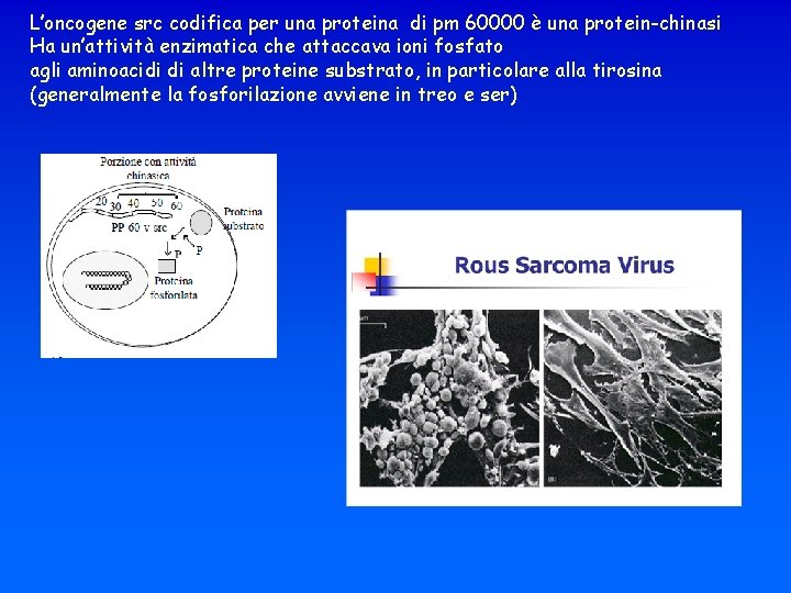 L’oncogene src codifica per una proteina di pm 60000 è una protein-chinasi Ha un’attività