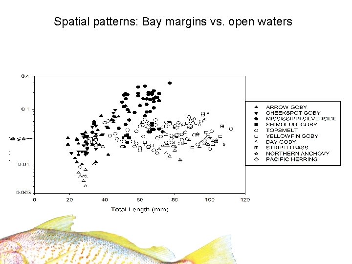 Spatial patterns: Bay margins vs. open waters 