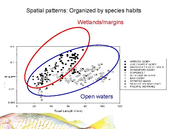 Spatial patterns: Organized by species habits Wetlands/margins Open waters 