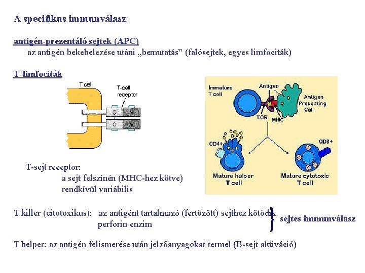 A specifikus immunválasz antigén-prezentáló sejtek (APC) az antigén bekebelezése utáni „bemutatás” (falósejtek, egyes limfociták)