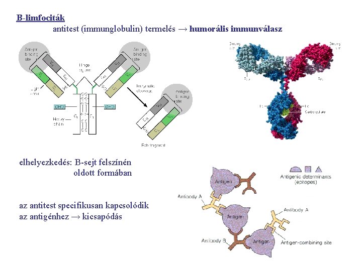 B-limfociták antitest (immunglobulin) termelés → humorális immunválasz elhelyezkedés: B-sejt felszínén oldott formában az antitest