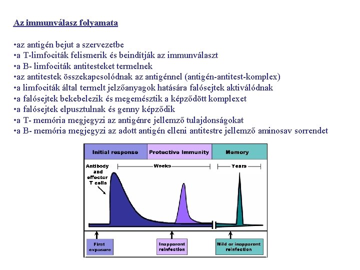 Az immunválasz folyamata • az antigén bejut a szervezetbe • a T-limfociták felismerik és