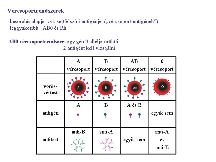 Vércsoportrendszerek besorolás alapja: vvt. sejtfelszíni antigénjei („vércsoport-antigének”) leggyakoribb: AB 0 és Rh AB 0