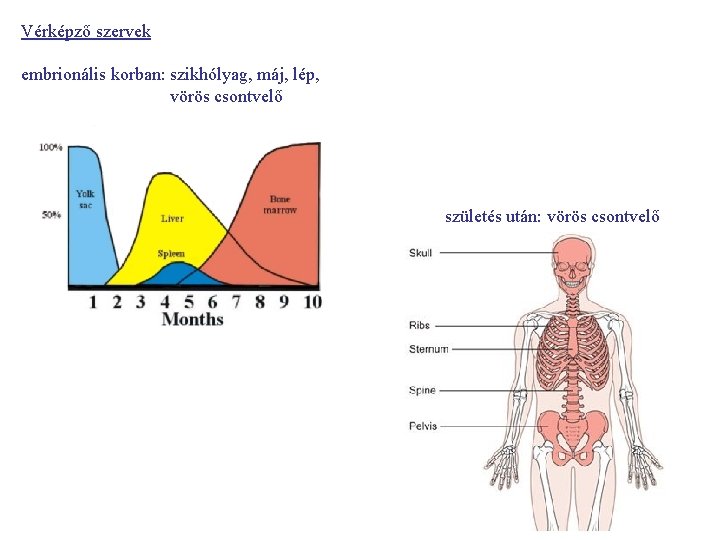Vérképző szervek embrionális korban: szikhólyag, máj, lép, vörös csontvelő születés után: vörös csontvelő 