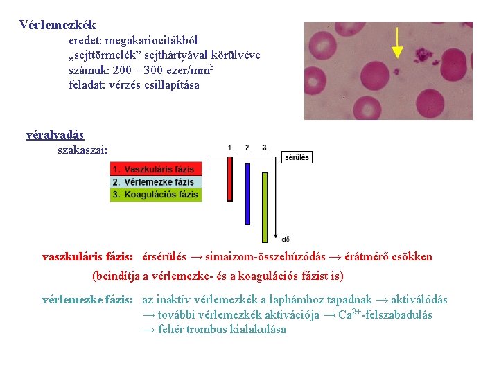 Vérlemezkék eredet: megakariocitákból „sejttörmelék” sejthártyával körülvéve számuk: 200 – 300 ezer/mm 3 feladat: vérzés