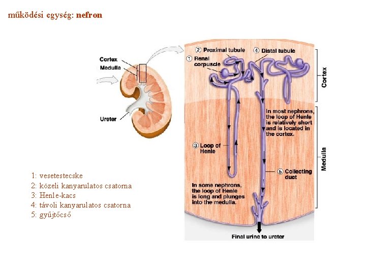 működési egység: nefron 1: vesetestecske 2: közeli kanyarulatos csatorna 3: Henle-kacs 4: távoli kanyarulatos