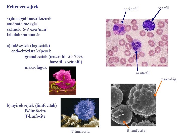 Fehérvérsejtek eozinofil bazofil sejtmaggal rendelkeznek amöboid mozgás számuk: 6 -8 ezer/mm 3 feladat: immunitás
