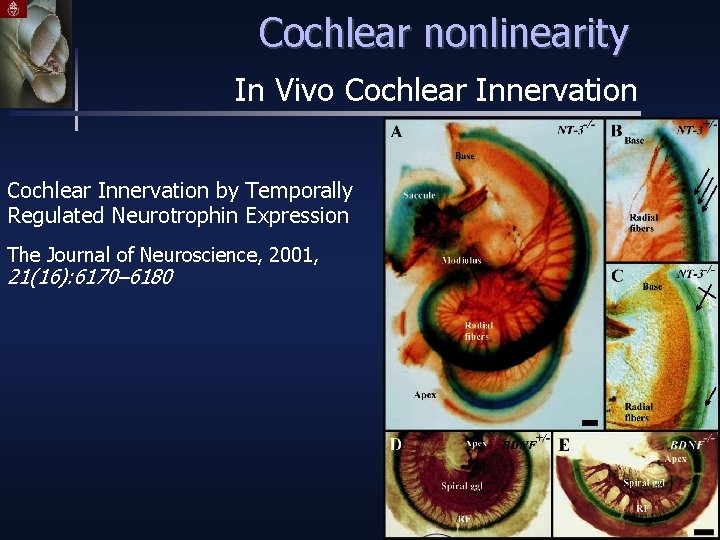 Cochlear nonlinearity In Vivo Cochlear Innervation by Temporally Regulated Neurotrophin Expression The Journal of