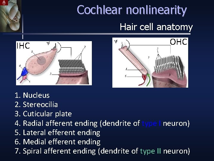 Cochlear nonlinearity Hair cell anatomy IHC OHC 1. Nucleus 2. Stereocilia 3. Cuticular plate