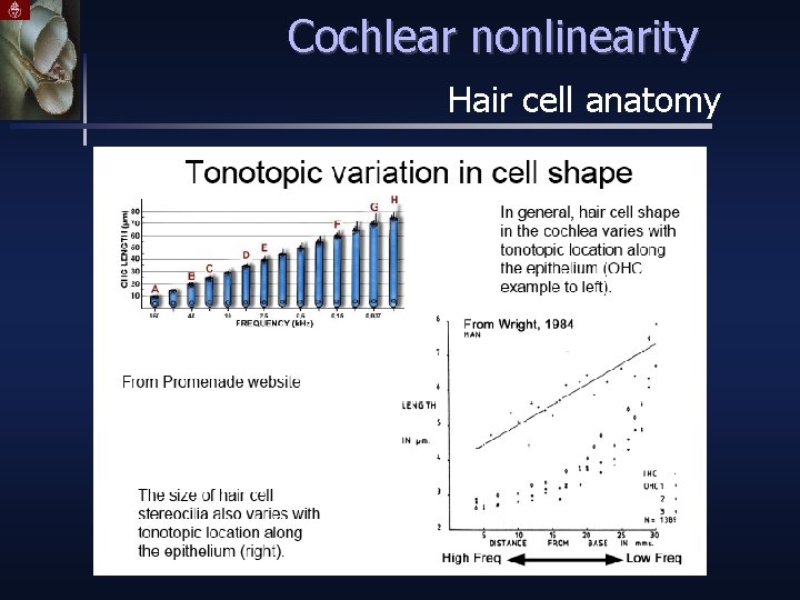 Cochlear nonlinearity Hair cell anatomy 