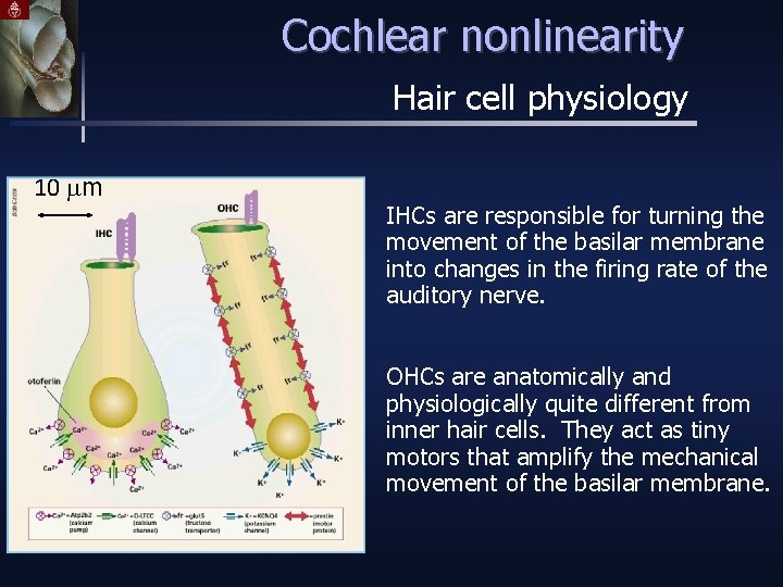 Cochlear nonlinearity Hair cell physiology 10 mm IHCs are responsible for turning the movement