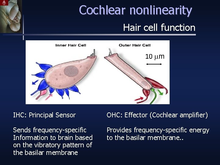 Cochlear nonlinearity Hair cell function 10 mm IHC: Principal Sensor OHC: Effector (Cochlear amplifier)