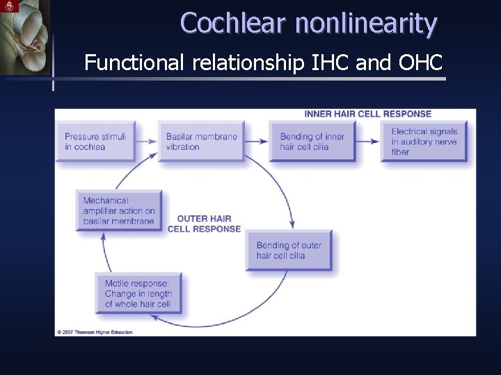 Cochlear nonlinearity Functional relationship IHC and OHC 