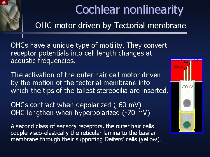 Cochlear nonlinearity OHC motor driven by Tectorial membrane OHCs have a unique type of