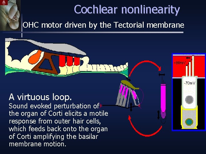 Cochlear nonlinearity OHC motor driven by the Tectorial membrane A virtuous loop. Sound evoked