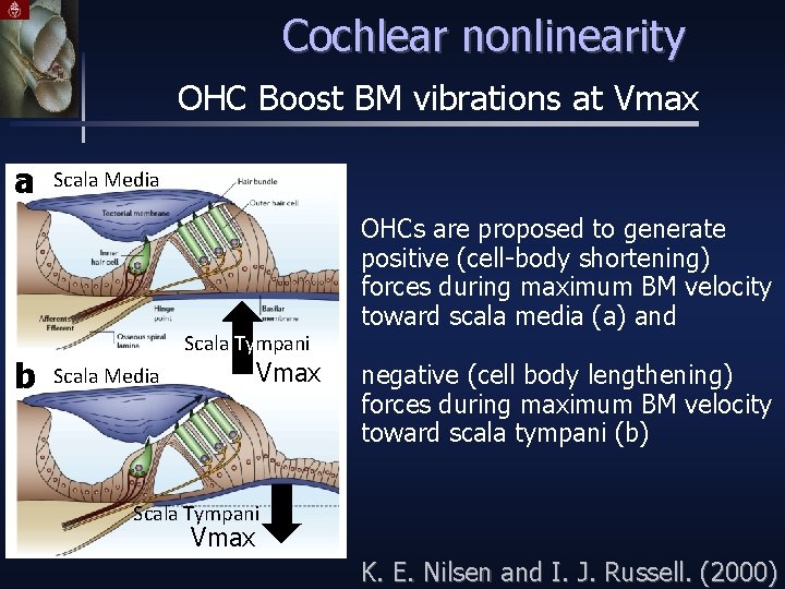 Cochlear nonlinearity OHC Boost BM vibrations at Vmax a b Scala Media Scala Tympani