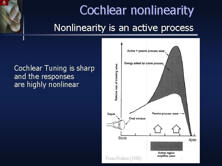 Cochlear nonlinearity Nonlinearity is an active process Cochlear Tuning is sharp and the responses