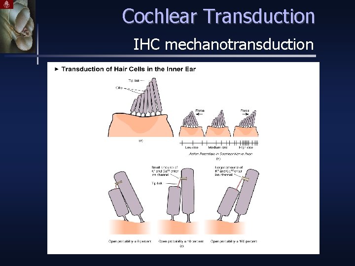 Cochlear Transduction IHC mechanotransduction 