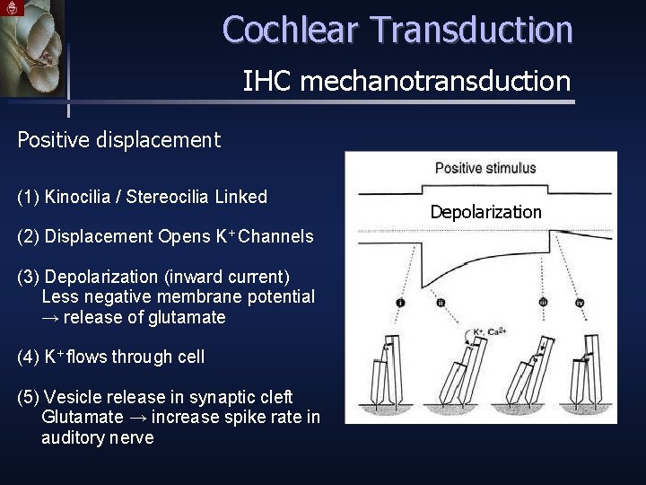 Cochlear Transduction IHC mechanotransduction Positive displacement (1) Kinocilia / Stereocilia Linked (2) Displacement Opens