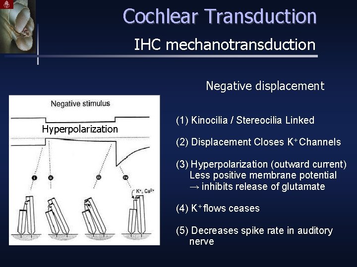 Cochlear Transduction IHC mechanotransduction Negative displacement Hyperpolarization (1) Kinocilia / Stereocilia Linked (2) Displacement