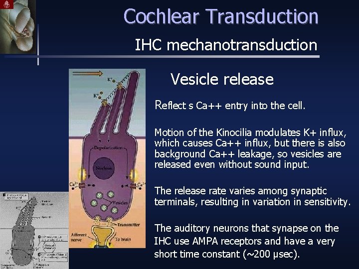 Cochlear Transduction IHC mechanotransduction Vesicle release Reflect s Ca++ entry into the cell. Motion