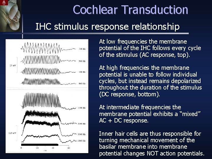 Cochlear Transduction IHC stimulus response relationship At low frequencies the membrane potential of the
