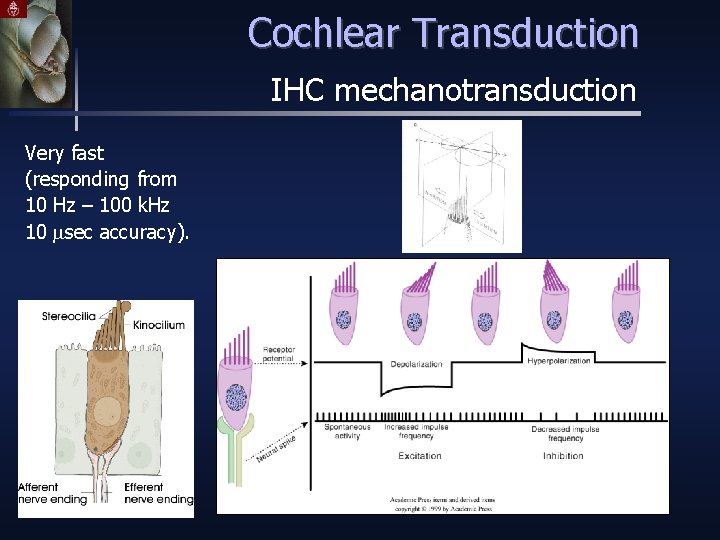 Cochlear Transduction IHC mechanotransduction Very fast (responding from 10 Hz – 100 k. Hz