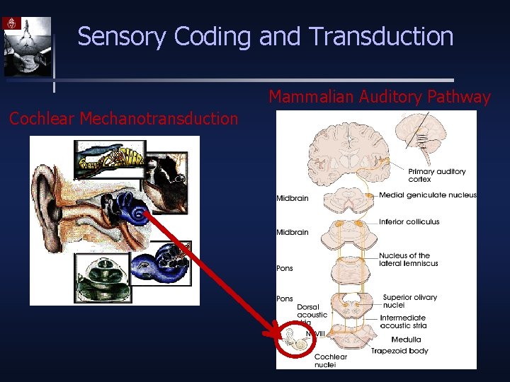 Sensory Coding and Transduction Mammalian Auditory Pathway Cochlear Mechanotransduction 