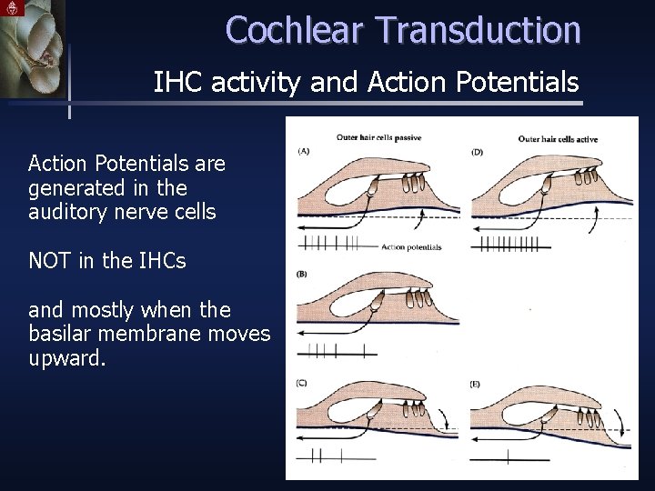 Cochlear Transduction IHC activity and Action Potentials are generated in the auditory nerve cells