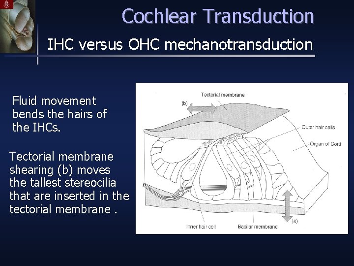 Cochlear Transduction IHC versus OHC mechanotransduction Fluid movement bends the hairs of the IHCs.