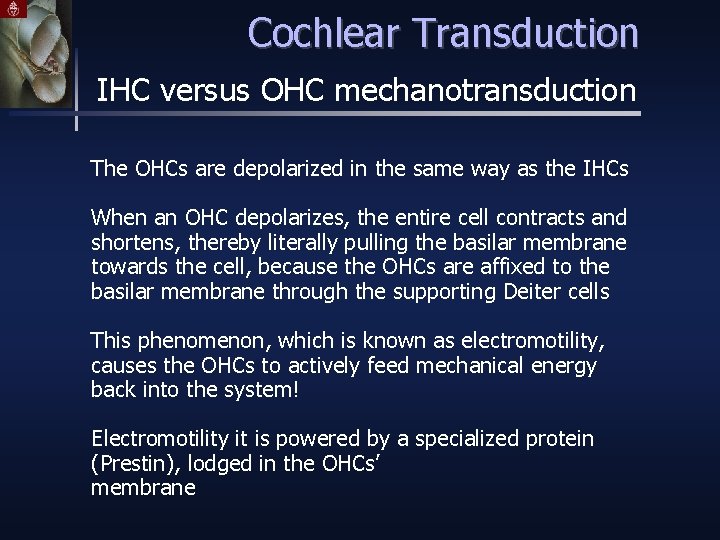 Cochlear Transduction IHC versus OHC mechanotransduction The OHCs are depolarized in the same way