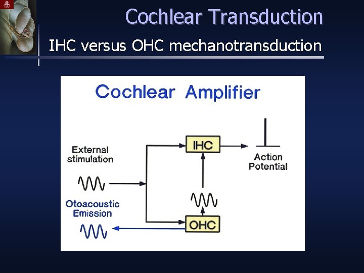 Cochlear Transduction IHC versus OHC mechanotransduction 